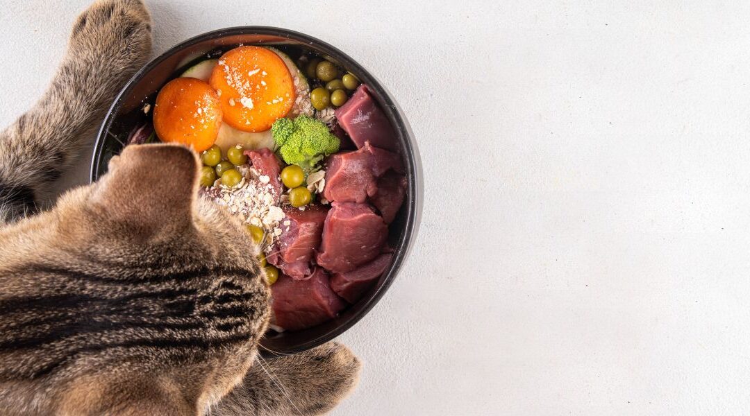 Alimentación Natural para Gatos: Un Beneficio en Todas las Etapas de la Vida