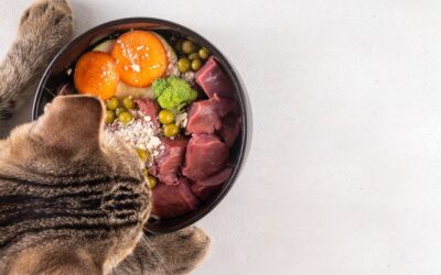 Alimentación Natural para Gatos: Un Beneficio en Todas las Etapas de la Vida