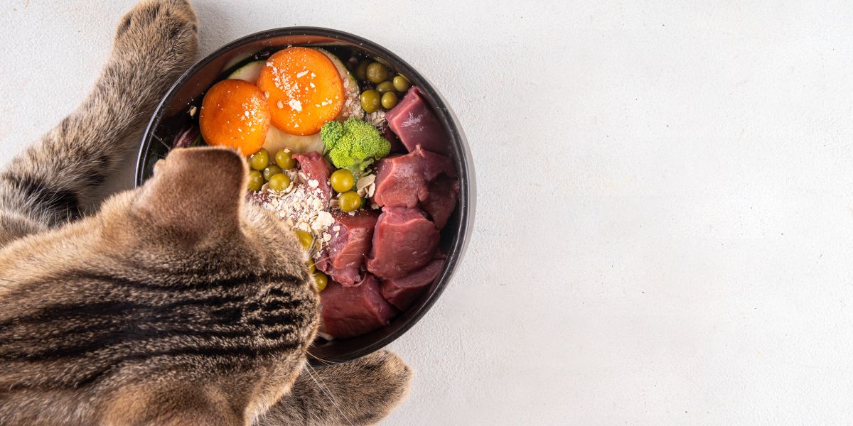 Mi gato no quiere comer: Manual Neofobia - Imagen 3