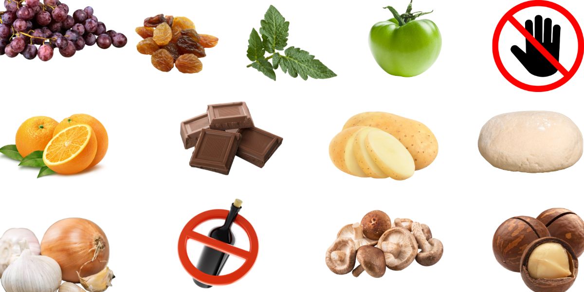 Alimentos prohibidos para gatos, dieta natural gatos, alimentación gatos