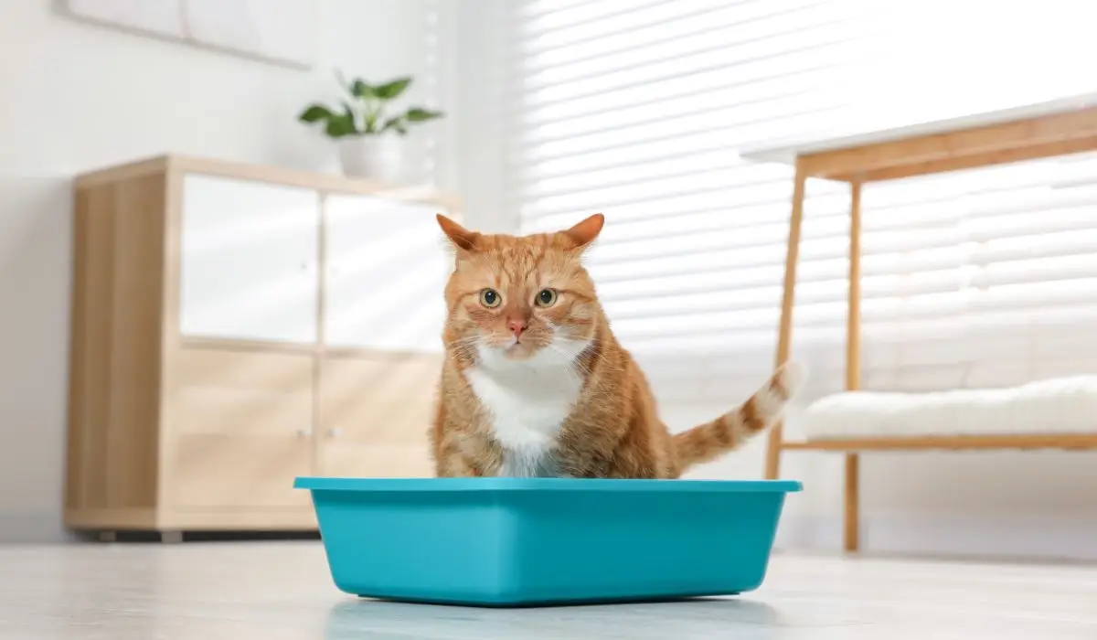 Los mejores productos y servicios para gatos y sus mamás, lo mejor para mi gato. Tienda para gatos Arigato boutique para gatos, catshop uruguay