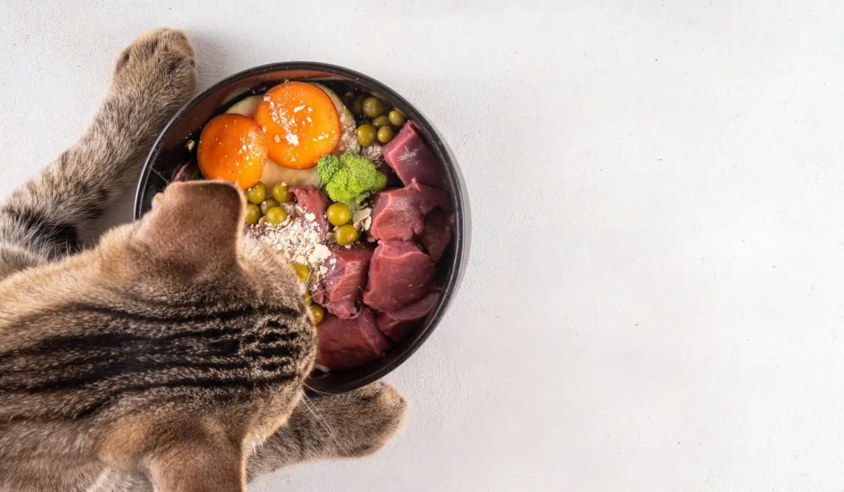 Los mejores productos y servicios para gatos y sus mamás, lo mejor para mi gato. Tienda para gatos Arigato boutique para gatos, catshop uruguay