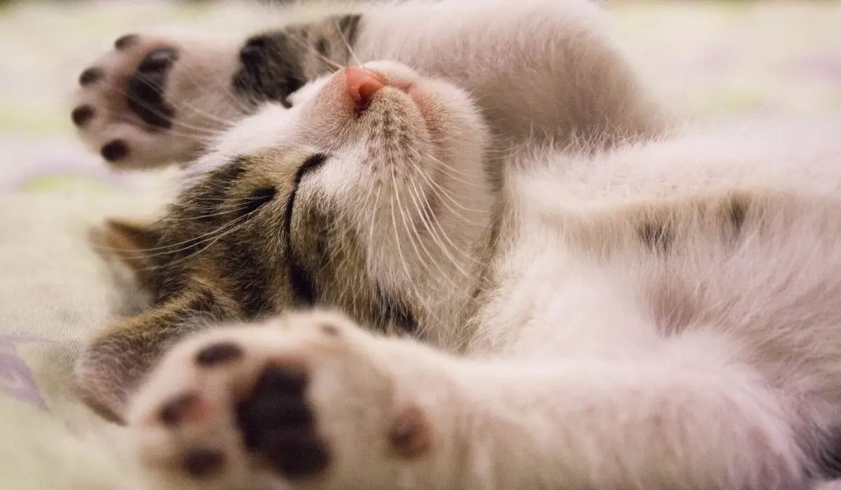 Comunidad de catlovers, Arigato te acompaña, club vip arigato, amo los michis
