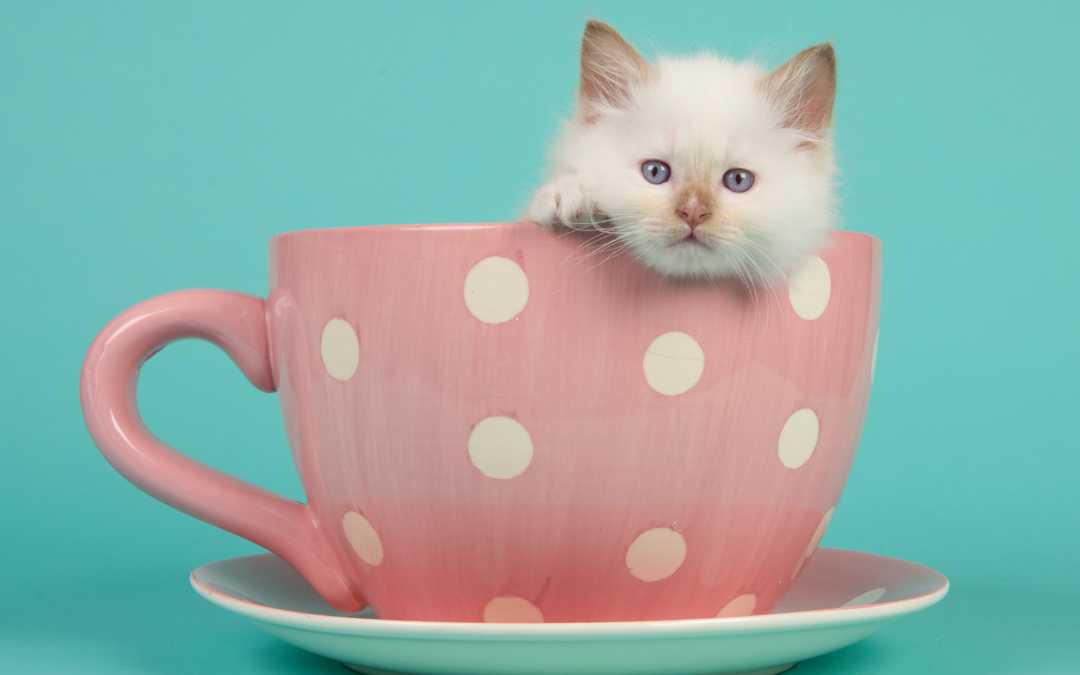 Tratamiento Natural para Vómitos y Diarreas en Gatos