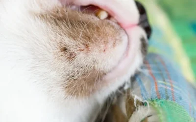 Acné Felino: Qué es y Cómo Tratarlo de Forma Natural