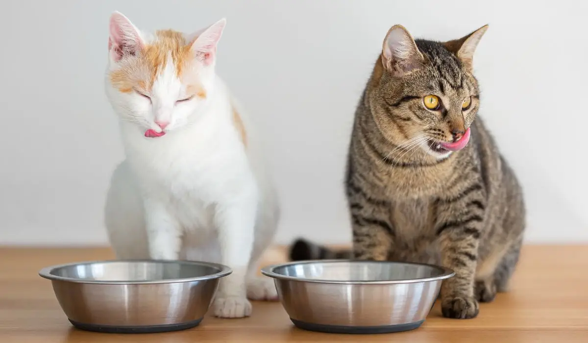 Acné Felino: Qué es y Cómo Tratarlo de Forma Natural, la primera boutique para gatos que cuida de ellos
